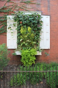 Green window on Duke Street in Lancaster City