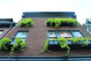Green window boxes along Queen Street 